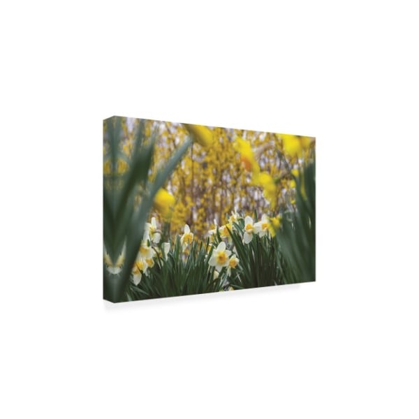 Kurt Shaffer Photographs 'In Among The Daffodils' Canvas Art,12x19